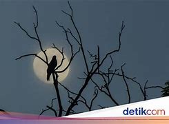 Suara Burung Cabak Di Malam Hari Pertanda Apa